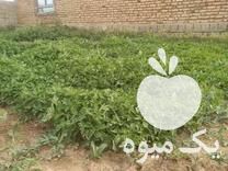 فروش شیتل گوجه بابهترین و با کیفیت ترین تخم سوپرستون در میاندوآب در گروه خرید فروش عمده گوجه فرنگی - فرنگی سبز قرمز سیاه کبابی ربی در یکمیوه -عکس1