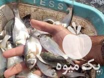 فروش بچه ماهی گرمابی در اردبیل در گروه انواع ماهی - سالمون شیر کپور قرمز شوریده سفید گوپی مرکب در یکمیوه -عکس1