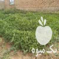 فروش شیتل گوجه بابهترین و با کیفیت ترین تخم سوپرستون در میاندوآب در گروه خرید فروش عمده گوجه فرنگی - فرنگی سبز قرمز سیاه کبابی ربی در یکمیوه