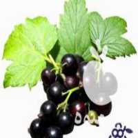 فروش نهالستان انگور فیدان در میاندوآب در گروه خرید فروش نهال - انواع گردو پسته بادام سلطانی انگور در یکمیوه