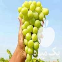 فروش خاصترین نهال های انگور در قزوین در گروه خرید فروش نهال - انواع گردو پسته بادام سلطانی انگور در یکمیوه