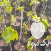 فروش انگور سیاه ترکمن و فندوق گلدونی در میاندوآب در گروه خرید فروش عمده انگور - یاقوتی شانی عسگری بی دانه قرمز در یکمیوه