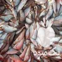 فروش عمده بچه ماهی در آق قلا در گروه انواع ماهی - سالمون شیر کپور قرمز شوریده سفید گوپی مرکب در یکمیوه