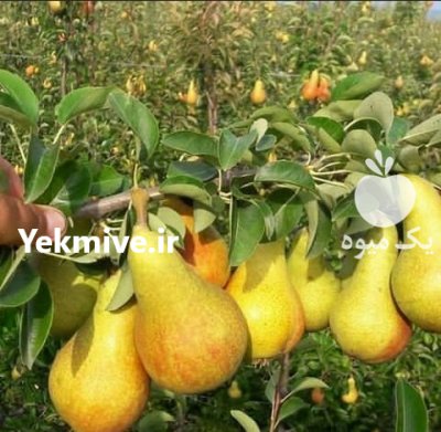 فروش انواع نهال اصلاح شده گلدانی در زنجان در گروه خرید فروش نهال - انواع گردو پسته بادام سلطانی انگور در یکمیوه -عکس2