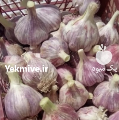 آگهی مشابه فروش سیر قرمز ارگانیک در پارس آباد در گروه خرید فروش عمده سیر - تازه خام ترشی خشک صادراتی در یکمیوه