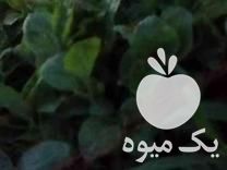 فروش نهال گوجه فرنگی و بادمجان سیاه در آشخانه در گروه خرید فروش نهال - انواع گردو پسته بادام سلطانی انگور در یکمیوه -عکس1