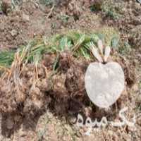 فروش پیاز زعفران در اصفهان در گروه خرید فروش عمده زعفران - قائنات قیمت خراسان بهرامن گرم در یکمیوه