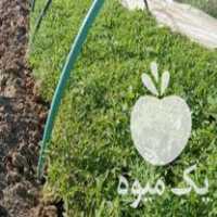 فروش انواع نشا گوجه فلفل و بادمجان در زنجان در گروه خرید فروش نشا - انواع گوجه برنج کاهو پیاز کاری فرنگی در یکمیوه