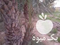 فروش پاجوش نخل در لار در گروه خرید فروش عمده هلو - زعفرانی حاج کاظمی سفید هسته جدا در یکمیوه -عکس1