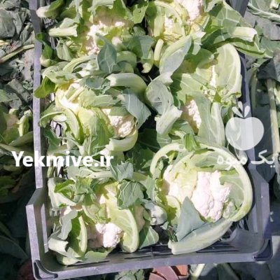 تامین انواع کاهو و کلم در البرز در گروه خرید فروش عمده انواع کلم برگ و پیچ و بروکلی در یکمیوه -عکس1