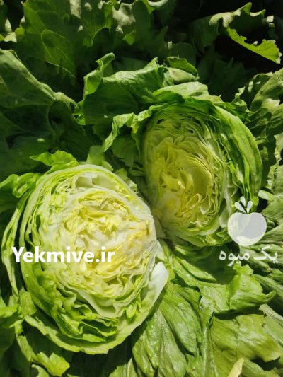 تامین انواع کاهو و کلم در البرز در گروه خرید فروش عمده انواع کلم برگ و پیچ و بروکلی در یکمیوه -عکس2