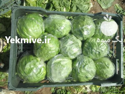 تامین انواع کاهو و کلم در البرز در گروه خرید فروش عمده انواع کلم برگ و پیچ و بروکلی در یکمیوه