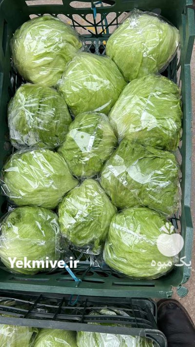 تامین انواع کاهو و کلم در البرز در گروه خرید فروش عمده انواع کلم برگ و پیچ و بروکلی در یکمیوه -عکس4