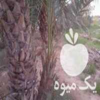 فروش پاجوش نخل در لار در گروه خرید فروش عمده هلو - زعفرانی حاج کاظمی سفید هسته جدا در یکمیوه