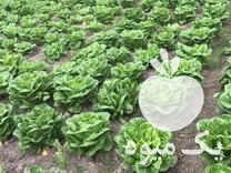 فروش کاهو محلی درجه یک در آمل در گروه خرید فروش عمده کاهو - رسمی پیچ سالادی فرانسوی چینی قرمز در یکمیوه -عکس1