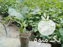 فروش نشا‌ء صیفی جات در بهشهر در گروه خرید فروش نشا - انواع گوجه برنج کاهو پیاز کاری فرنگی در یکمیوه -عکس1