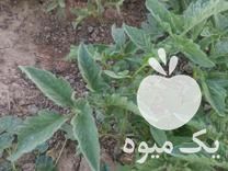 فروش نشاء گوجه سانسید 6189 دستی در میانرود در گروه خرید فروش نشا - انواع گوجه برنج کاهو پیاز کاری فرنگی در یکمیوه -عکس1