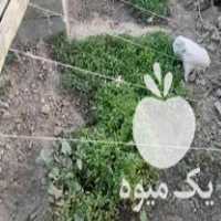 فروش نهال گوجه درجه یک در بجنورد در گروه خرید فروش نهال - انواع گردو پسته بادام سلطانی انگور در یکمیوه