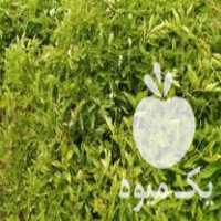 فروش نشاء گوجه فرنگی دستی سوپر لونا در زنجان در گروه خرید فروش نشا - انواع گوجه برنج کاهو پیاز کاری فرنگی در یکمیوه