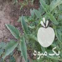 فروش نشاء گوجه سانسید 6189 دستی در میانرود در گروه خرید فروش نشا - انواع گوجه برنج کاهو پیاز کاری فرنگی در یکمیوه