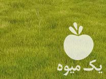 فروش خزانه برنج علی کاظمی در میانه در گروه خرید فروش عمده برنج - نیم دانه عنبر بو هاشمی کاظمی هندی پاکستانی در یکمیوه -عکس1