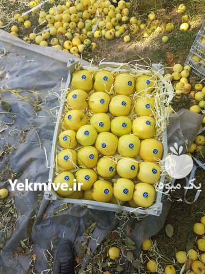 کود خفاش در سلماس در گروه خرید فروش کود و مواد شیمیایی - اوره پتاس مرغی کمپوست آهن در یکمیوه