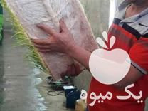 فروش کارگاه علوفه هیدروپونیک در کرج در گروه خوراک دام و طیور - پرواری شیری علوفه یونجه در یکمیوه -عکس1