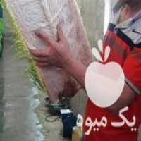 فروش کارگاه علوفه هیدروپونیک در کرج در گروه خوراک دام و طیور - پرواری شیری علوفه یونجه در یکمیوه