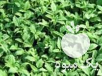 فروش شتیل گوجه در میاندوآب در گروه خرید فروش عمده گوجه فرنگی - فرنگی سبز قرمز سیاه کبابی ربی در یکمیوه -عکس1