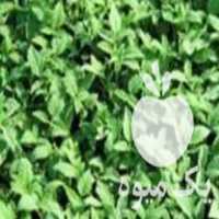 فروش شتیل گوجه در میاندوآب در گروه خرید فروش عمده گوجه فرنگی - فرنگی سبز قرمز سیاه کبابی ربی در یکمیوه