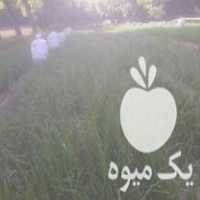 فروش نشاپیاز فلات در بجنورد در گروه خرید فروش نشا - انواع گوجه برنج کاهو پیاز کاری فرنگی در یکمیوه