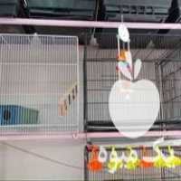 فروش انواع قفس پرنده در رستمکلا در گروه تجهیزات دام و طیور - خرید فروش نو دسته دوم در یکمیوه