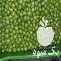 خریدار گوجه سبز آلوچه سیر خیار محلی در بابل  در گروه فرآورده های آلو و آلوچه - بخارا خورشتی مسما خشک در یکمیوه