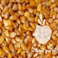 فروش ذرت دامی  در زنجان در گروه خرید فروش عمده ذرت - بلال مکزیکی علوفه دانه کشاورز در یکمیوه