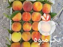 فروش سبد توتک متوسط برای هلو شلیل با کیفت بالا در ساری در گروه خرید فروش انواع سبد - میوه پلاستیکی چوبی گل در یکمیوه -عکس1