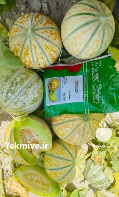 بذر شاهپسند در بوشهر در گروه خرید فروش عمده ملون - صادراتی صیفی تازه فروش عمده در یکمیوه