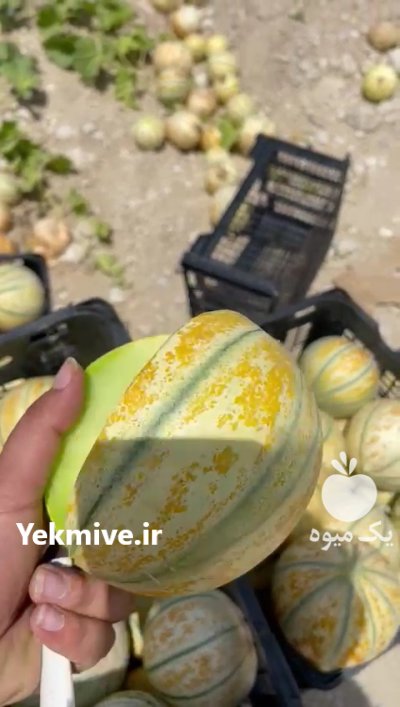 بذر شاهپسند در بوشهر در گروه خرید فروش عمده ملون - صادراتی صیفی تازه فروش عمده در یکمیوه -عکس4