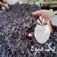 فروش عمده انواع گیاهان دارویی تازه و خشک شده در تهران در گروه خرید فروش عمده گیاهان دارویی - معطر خشک خواص دار در یکمیوه