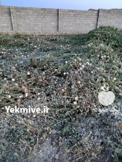 بذر خار مریم در گنبد کاووس در گروه خرید فروش عمده گیاهان دارویی - معطر خشک خواص دار در یکمیوه -عکس2