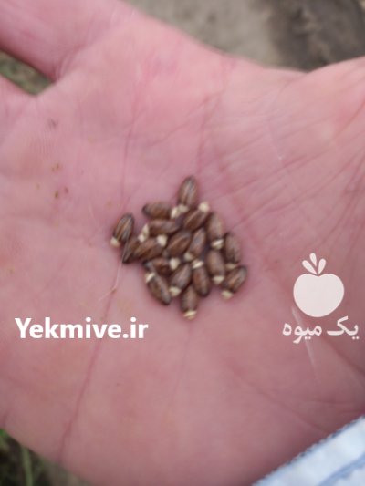 بذر خار مریم در گنبد کاووس