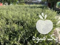 فروش نهال زیتون در ساری در گروه خرید فروش نهال - انواع گردو پسته بادام سلطانی انگور در یکمیوه -عکس1