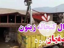 فروش کنجاله زیتون در رودبار در گروه خرید فروش عمده زیتون - سبز سیاه بندری پاکستانی طارم در یکمیوه -عکس1