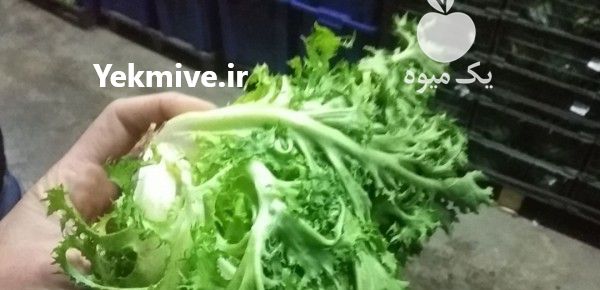 فروش کاهو فرانسوی و بی بی اسفناج در کرج در گروه خرید فروش عمده کاهو - رسمی پیچ سالادی فرانسوی چینی قرمز در یکمیوه -عکس1