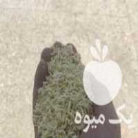 فروش خوراک دام خورده ماکارونی جایگذین مناسب برای ذرت و جو در تهران در گروه خوراک دام و طیور - پرواری شیری علوفه یونجه در یکمیوه