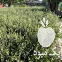 فروش نهال زیتون در ساری در گروه خرید فروش نهال - انواع گردو پسته بادام سلطانی انگور در یکمیوه