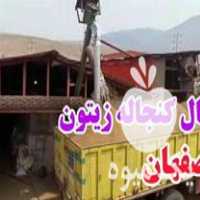 فروش کنجاله زیتون در رودبار در گروه خرید فروش عمده زیتون - سبز سیاه بندری پاکستانی طارم در یکمیوه