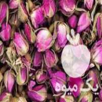 فروش غنچه گل محمدی در تهران در گروه خرید فروش عمده گیاهان زینتی - گرمسیری آپارتمانی باغچه آب در یکمیوه