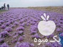 فروش پیاز زعفران در بهار  در گروه خرید فروش عمده زعفران - قائنات قیمت خراسان بهرامن گرم در یکمیوه -عکس1