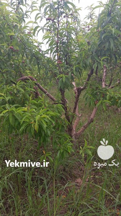 آگهی مشابه باغ شلیل فروش سر باغ در گنبد کاووس در گروه خرید فروش عمده شلیل - شمس شبرنگ مغان انجیری سبز رفعتی در یکمیوه