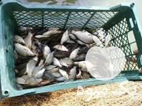 فروش بچه ماهی کپور طلایی در گالیکش در گروه ماهی کپور - ماهیان معمولی علف خوار پرورشی خرید و فروش در یکمیوه -عکس1